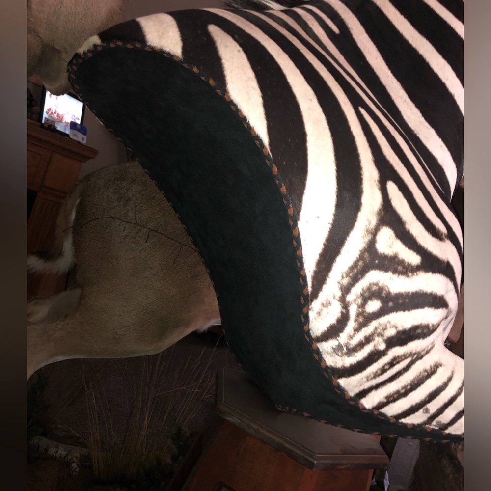 Zebra - Picture 10 of 11